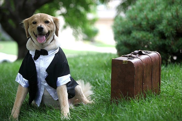 pet hotel alternatif Yeni İş Fikirleri